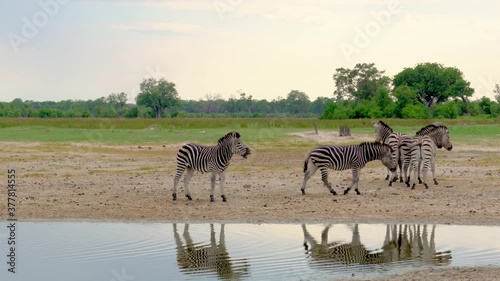 Zebra walking along water amazing mirror effect
