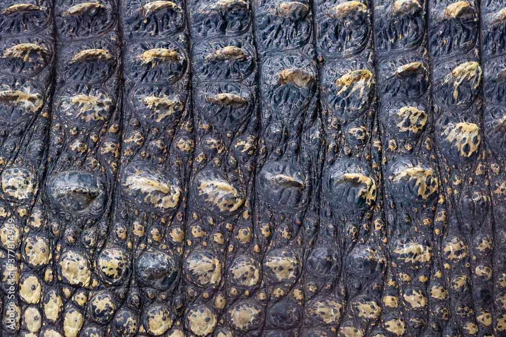 close up crocodile skin background texture close up crocodile skin background texture