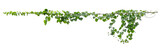 ivy plant hanging on electric wire isolate on white background