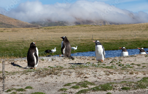 Gentoo Penguins  Pygoscelis papua   Westpoint Island  Falkland Islands. 