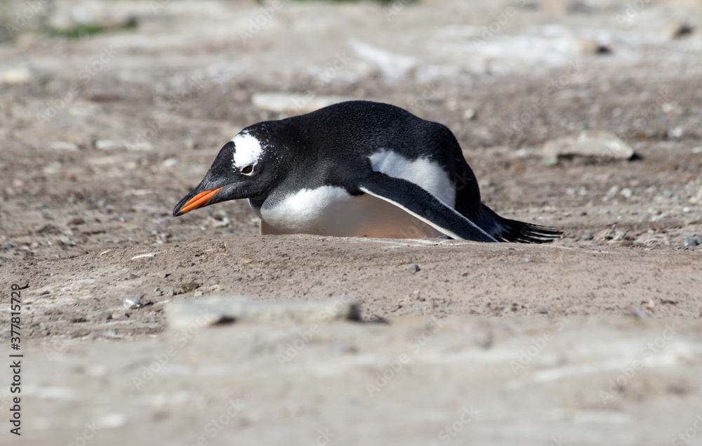 Naklejka premium A Gentoo Penguin (Pygoscelis papua), Westpoint Island, Falkland Islands.