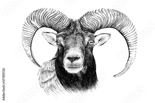 Hand drawn mouflon portrait, sketch graphics monochrome illustration photo