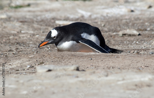 A Gentoo Penguin  Pygoscelis papua   Westpoint Island  Falkland Islands. 