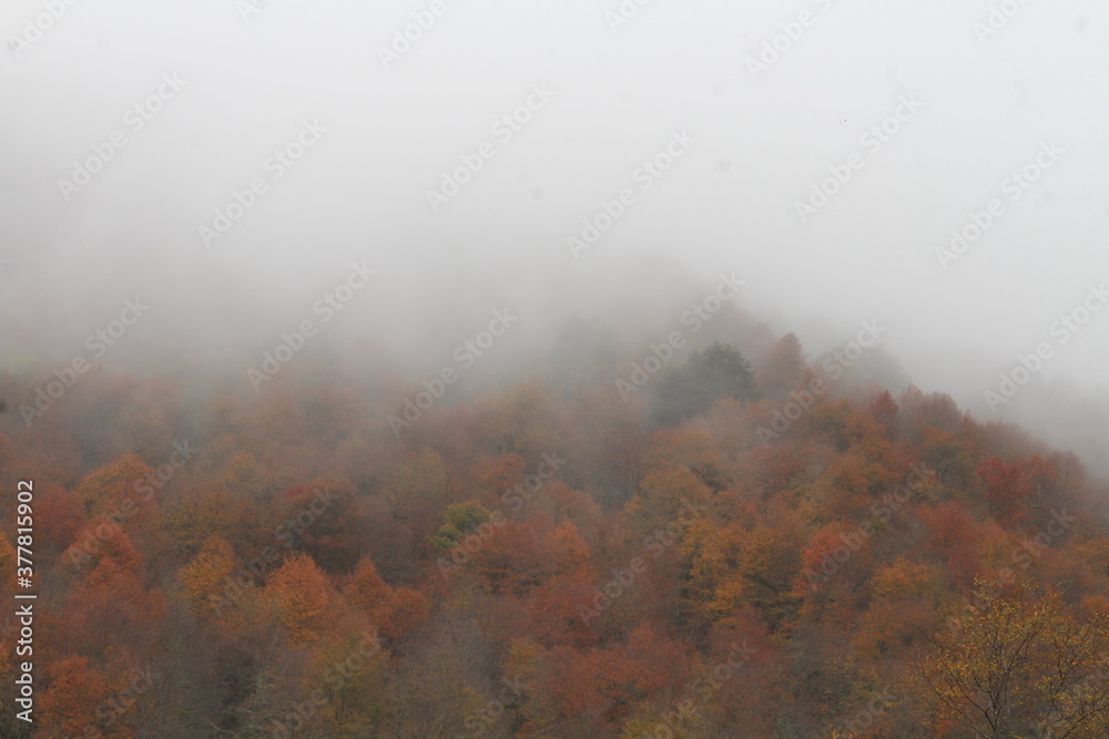 autumn in the fog