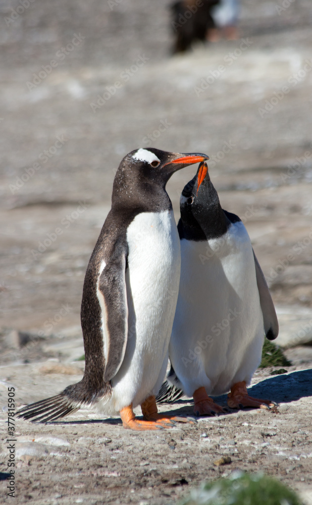 Fototapeta premium Gentoo Penguins (Pygoscelis papua) - feeding, Westpoint Island, Falkland Islands. 