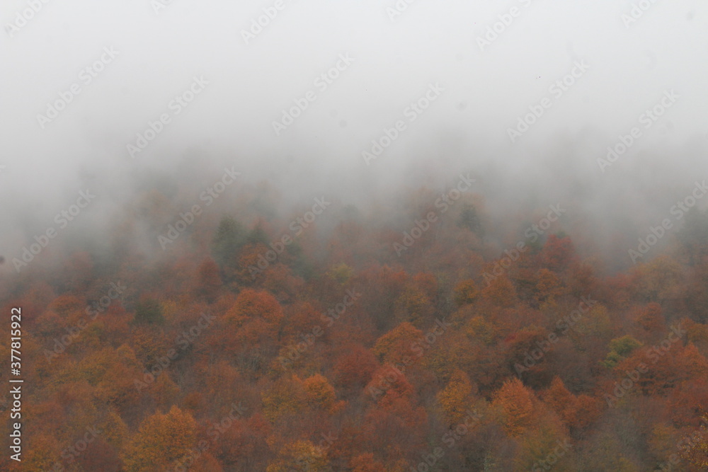 Fototapeta premium fog in the forest