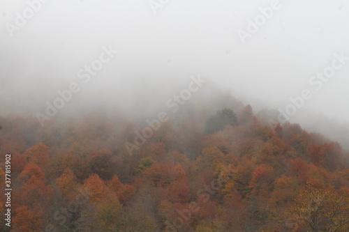 autumn in the fog