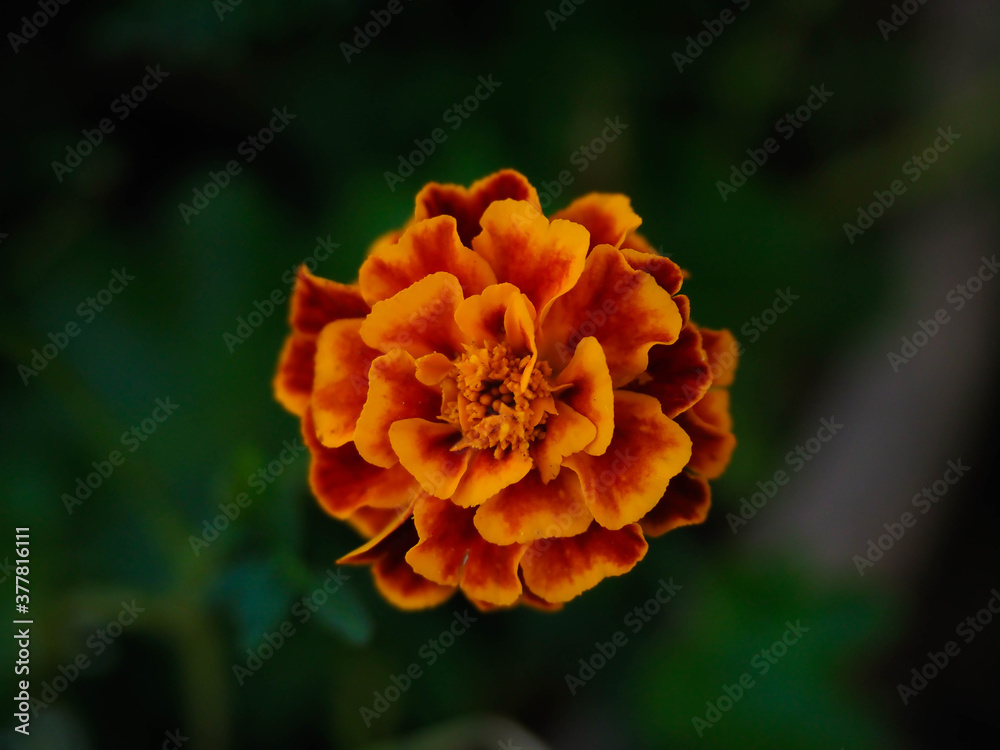 yellow and orange flower portrait