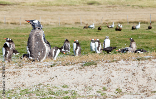 Gentoo Penguins (Pygoscelis papua) - during a Catastrophic Molt, Westpoint Island, Falkland Islands.	