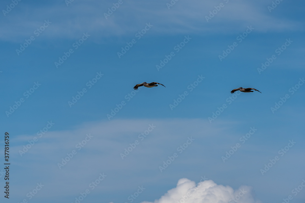 Beautiful and gratefully view of the Seagull and seabirds in the ocean Beautiful and gratefully view of the Seagull and seabirds in the ocean