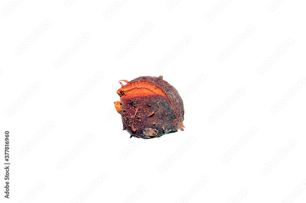 dry chestnuts isolated on white background dry chestnuts isolated on white background