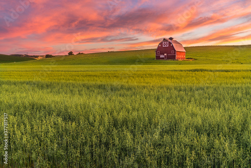 Red barn in wheat field in Palouse region of Southeast Washington State with a vibrant sunset 
