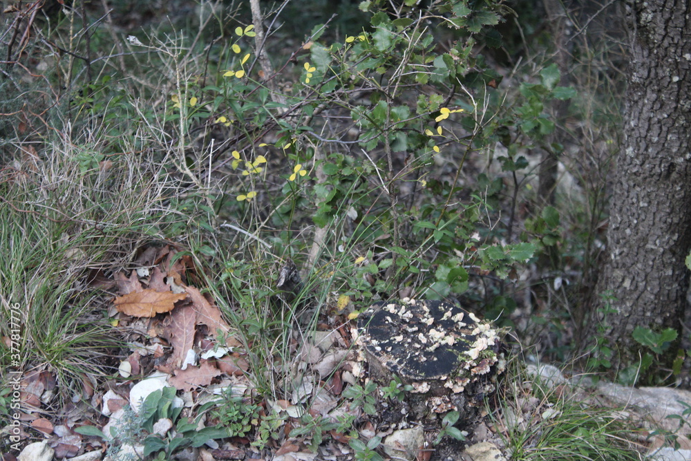nature nature