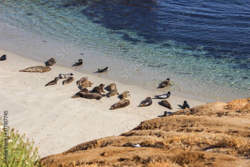 Pacific Coast Sea Lion Seal Beach La Jolla California