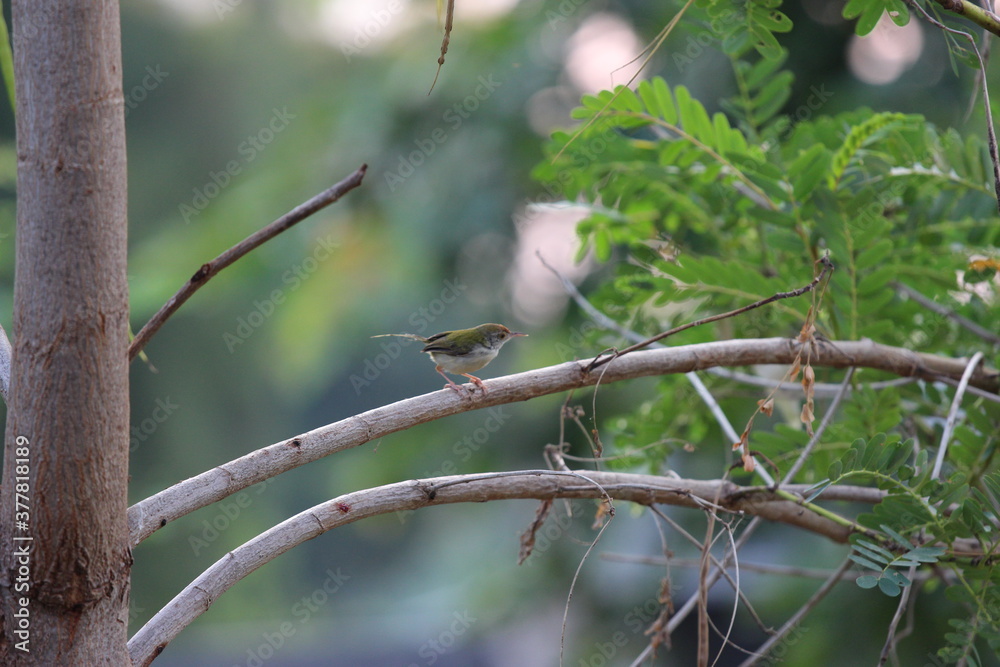 sparrow on a branch sparrow on a branch