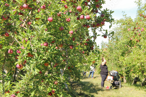 Families having fun hand-picking apples from the apple trees. Apples harvest in orchard in autumn
