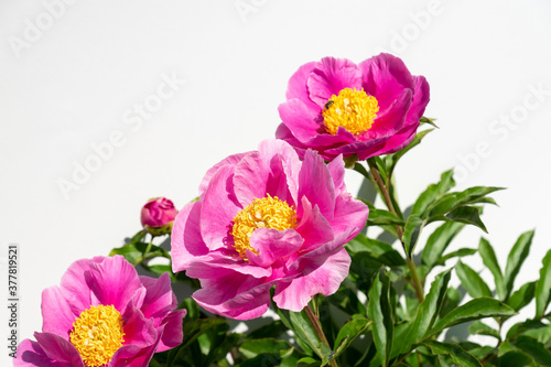 beautiful pink peony flowers on white background. In full bloom concept.