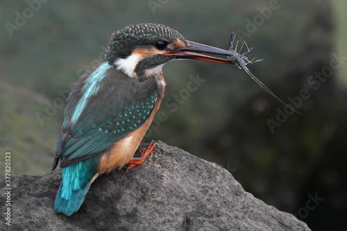 common kingfisher on rock