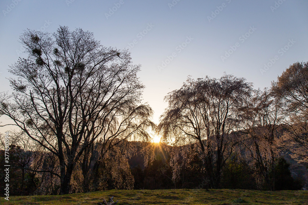 Fototapeta premium 桜の木と木の間から昇る朝日