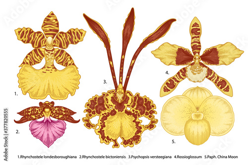 Hand drawn orchid flowers illustration isolated on a white background.
