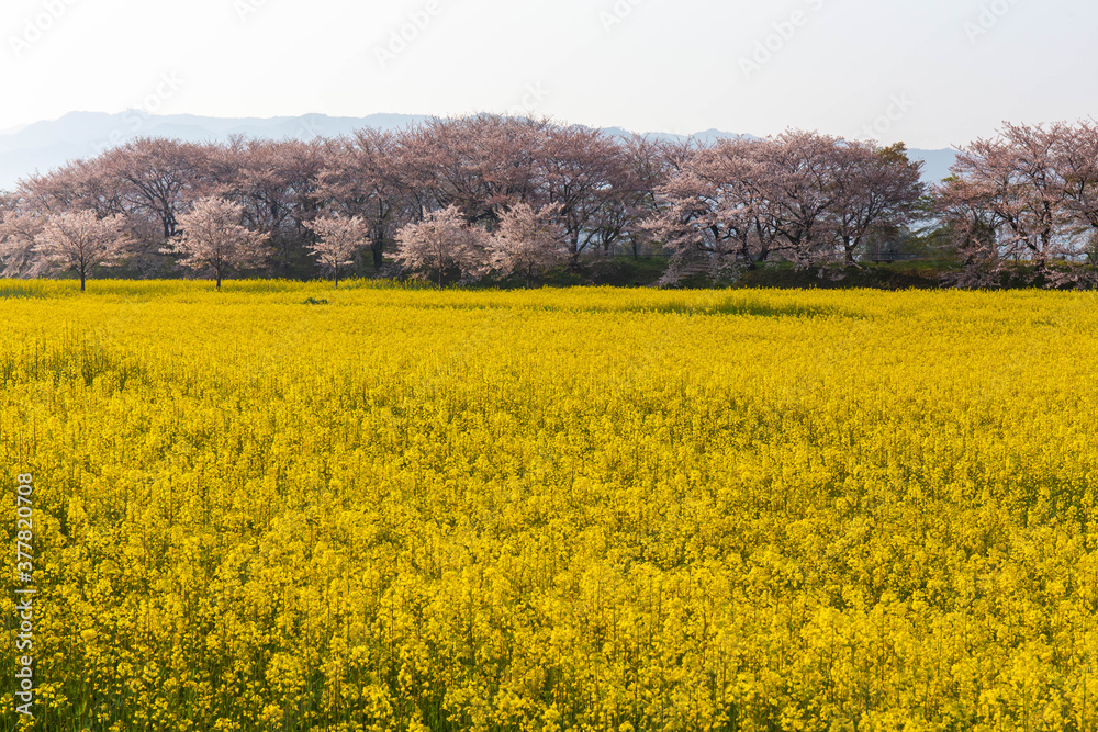 桜の花と広大な菜の花畑