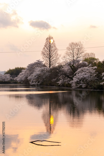 池に映り込む夕日と桜