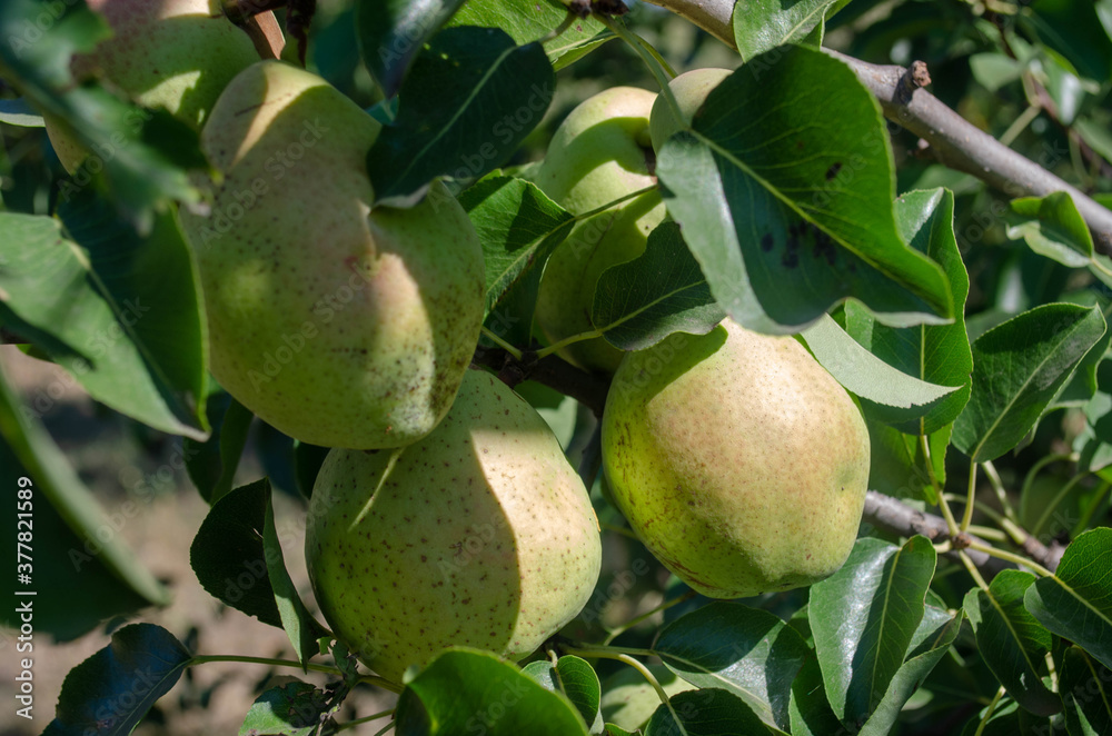 Green huge pears hang from tree branches in the garden. Green huge pears hang from tree branches in the garden.