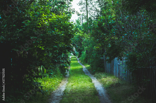 Country road between houses with emerald green bushes and trees aside. Summer landscape. Selective focus. 