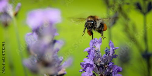 close up macro of a pollinating bee hovering above a purple flower © Michael Niessen