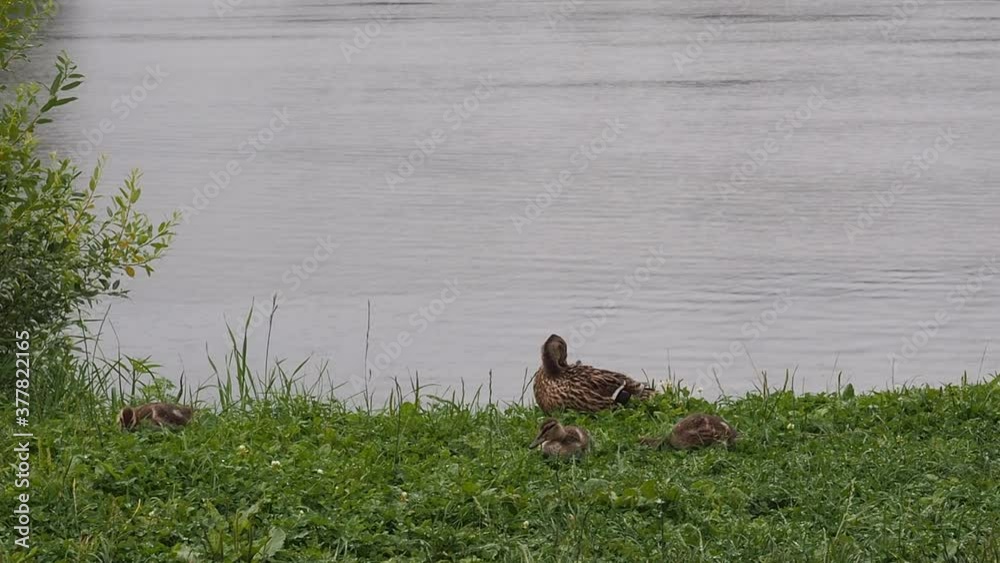 Duck with ducklings walk on the grass near the shore of the pond in the Park. Duck with ducklings walk on the grass near the shore of the pond in the Park.
