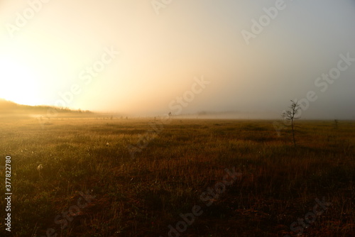 Fototapeta Naklejka Na Ścianę i Meble -  Glowing sun in the thick swamp fog on the sunrise