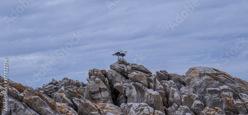 Two gulls perched on a rocky outcrop isolated against an overcast sky image in horizontal format