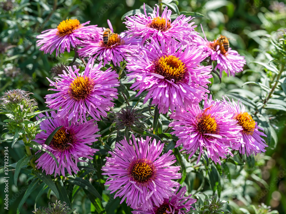 Obraz premium Closeup of bright purple aster flowers in a garden, Aster novi-belgii Peter Pan