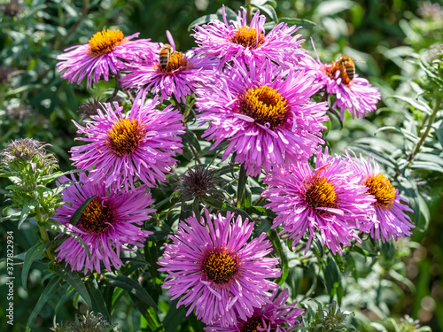 Closeup of bright purple aster flowers in a garden  Aster novi-belgii Peter Pan