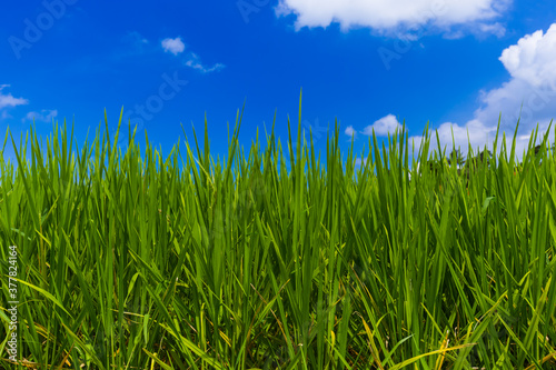Grass and cloudy sky