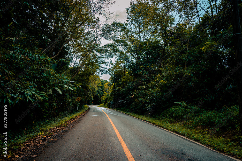 Fototapeta premium Countryside road passing through the serene lush greenery and foliage tropical rain forest mountain landscape on the Doi Phuka Mountain reserved national park the northern Thailand