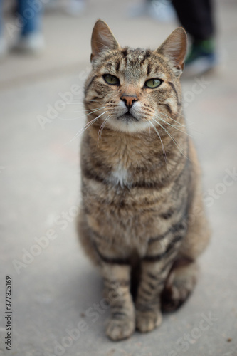 A pitiful striped young cat sits and looks into the camera. Isolated on abstract blurred 