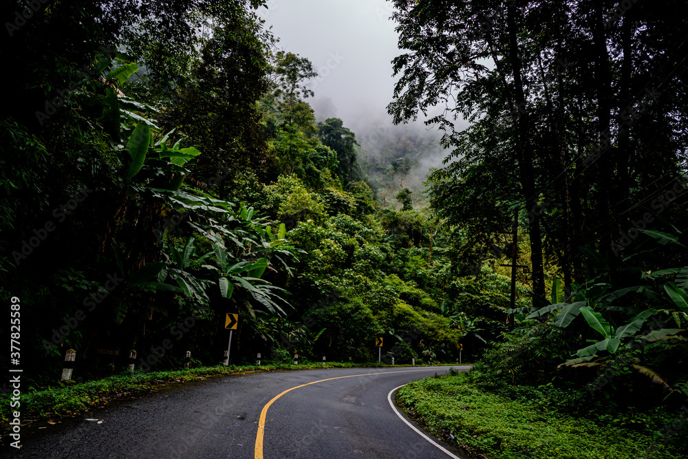 Fototapeta premium Countryside road passing through the serene lush greenery and foliage tropical rain forest mountain landscape on the Doi Phuka Mountain reserved national park the northern Thailand