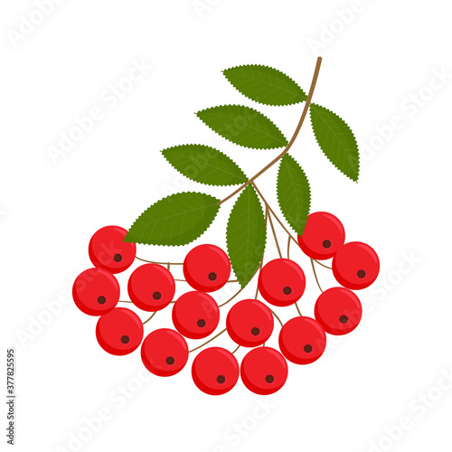Rowan berries. Isolated rowan on white background