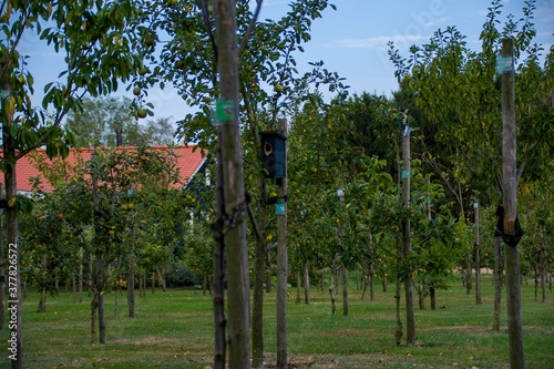 apple farm