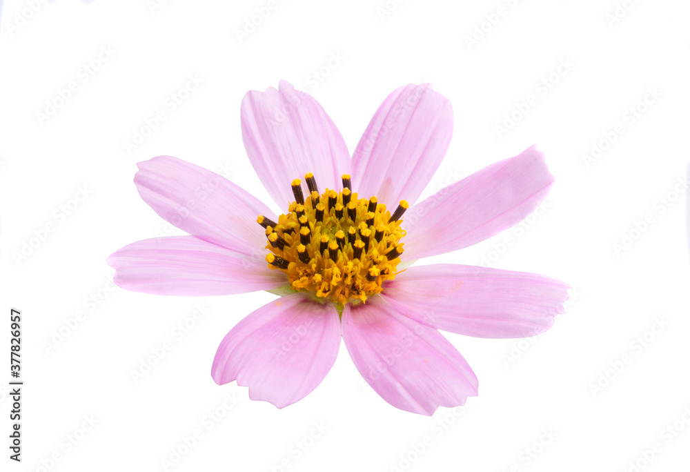 pink cosmea flower isolated