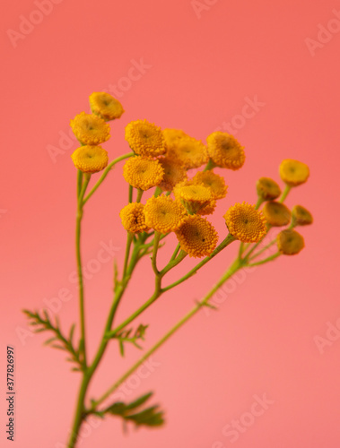 small yellow flowers on a pink background © studybos