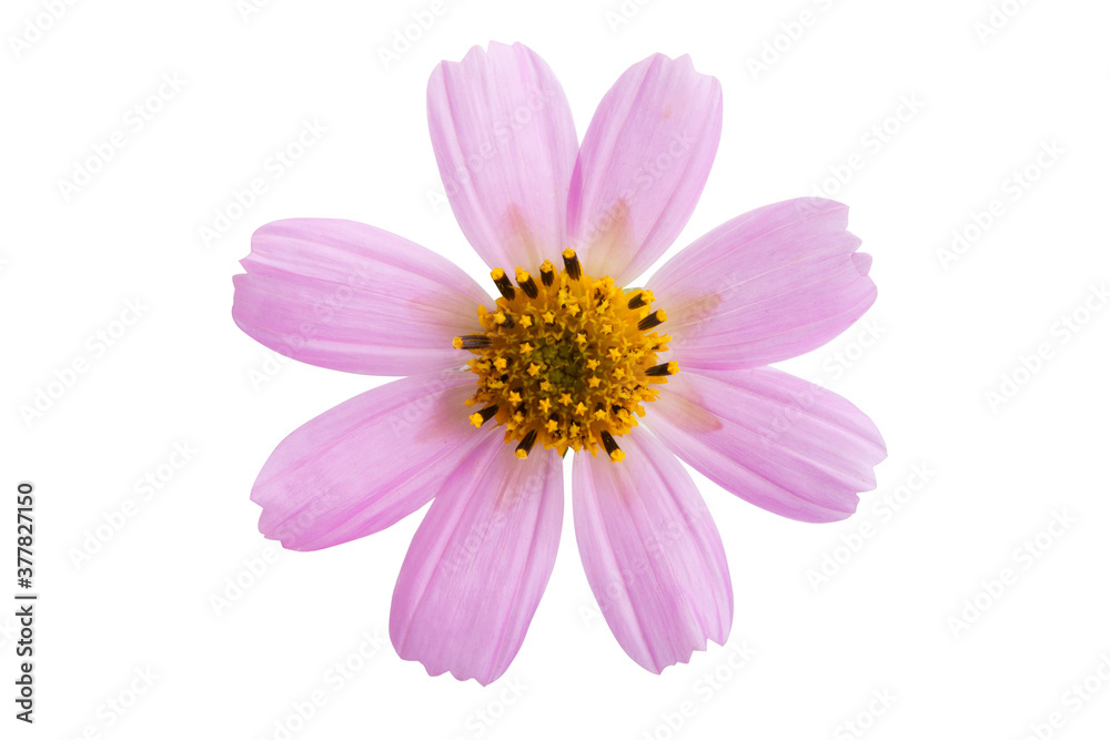 pink cosmea flower isolated