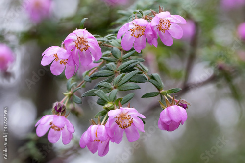 Obraz na plátně Australian Dog Rose in flower