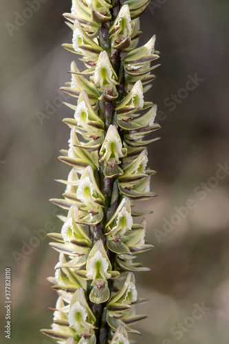 Tall Leek Orchid growing in the Royal National Park  Sydney Australia