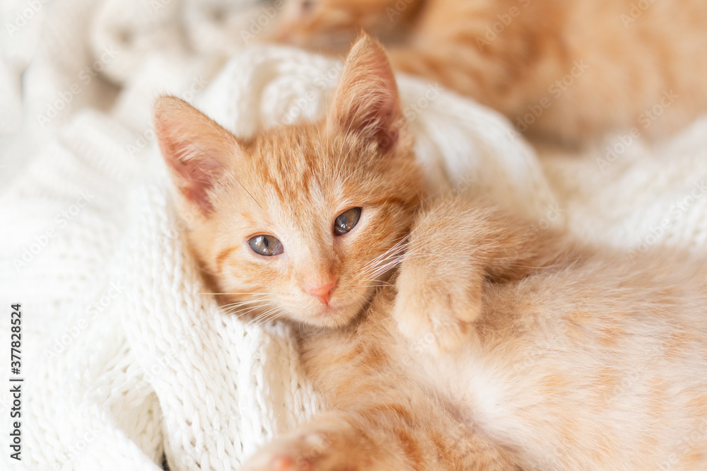 Cute little red kitten sleeps lying on your back on knitted white blanket. funny pets. ginger cat