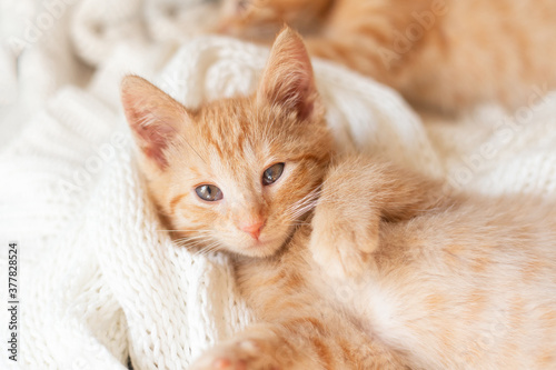 Cute little red kitten sleeps lying on your back on knitted white blanket. funny pets. ginger cat