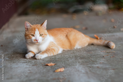 Red cat is lying down and resting. Cute ginger cat with white spots in the yard of house. Pet. Selective and soft focus.