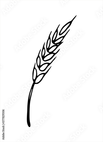 Vector doodle spikelet of wheat isolated on white background
