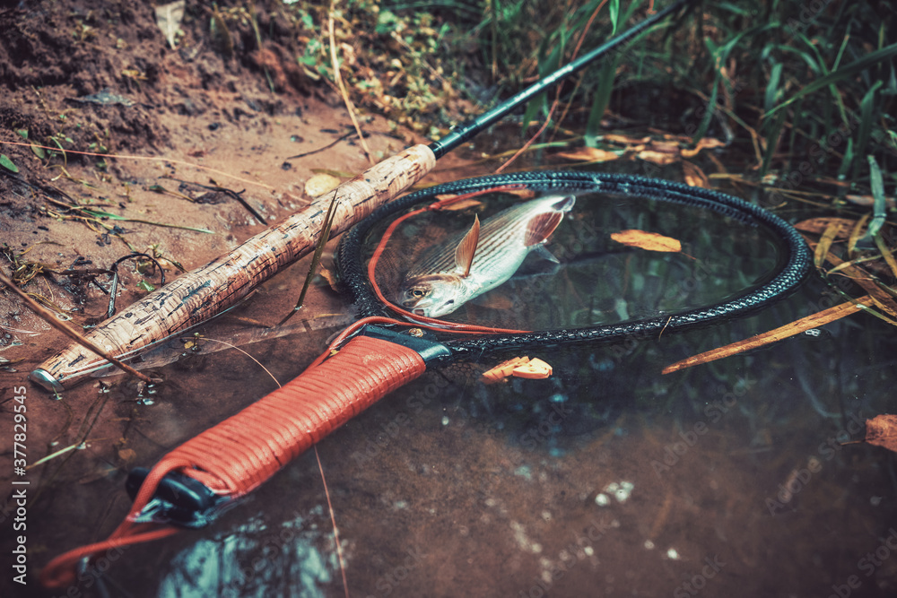 Naklejka premium Grayling in clear river water. Fly fishing and tenkara.